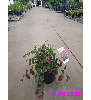 Loropetalum chinense 'Daybreak's Flame' C 2,5 L
